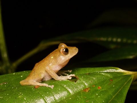 A Watchful Rain Frog (Pristimantis nyctophylax), watching something The orange ring around the eye is a good clue to the identify of this species. Ecuador,Geotagged,Pristimantis nyctophylax,Summer