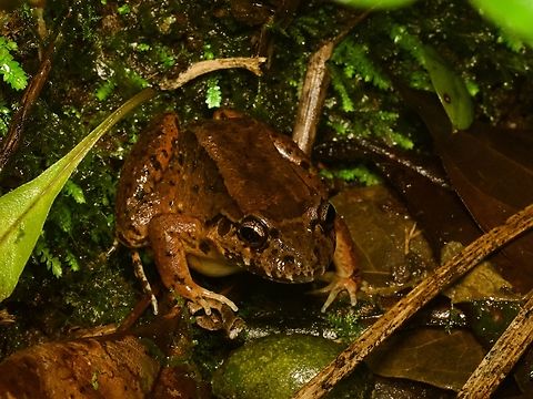 Bulun White-lipped Frog (Leptodactylus ventrimaculatus)  Ecuador,Geotagged,Leptodactylus ventrimaculatus,Winter