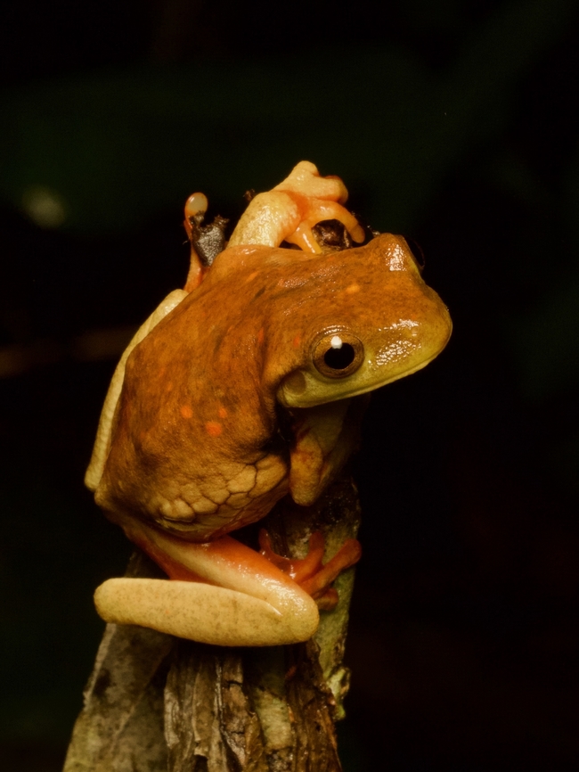 Golden-eyed Tree Frog (Trachycephalus coriaceus) The color and crazy reticulated side pattern seem much more distinctive than the eye color, but whatever. Ecuador,Geotagged,Summer,Surinam golden-eyed tree frog,Trachycephalus coriaceus