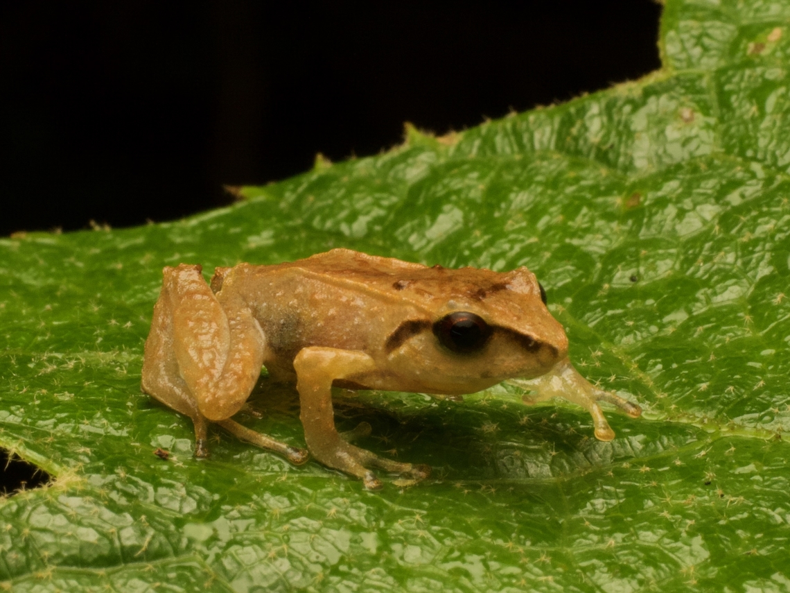 DeVille's Robber Frog (Pristimantis devillei) Knowing that this frog has red eyes, when I heard the specific name was &quot;devillei&quot;, I thought/hoped that it was named for its devilish appearance. But it turns out it was just named after some guy named DeVille. Oh well. Ecuador,Geotagged,Pristimantis devillei,Summer