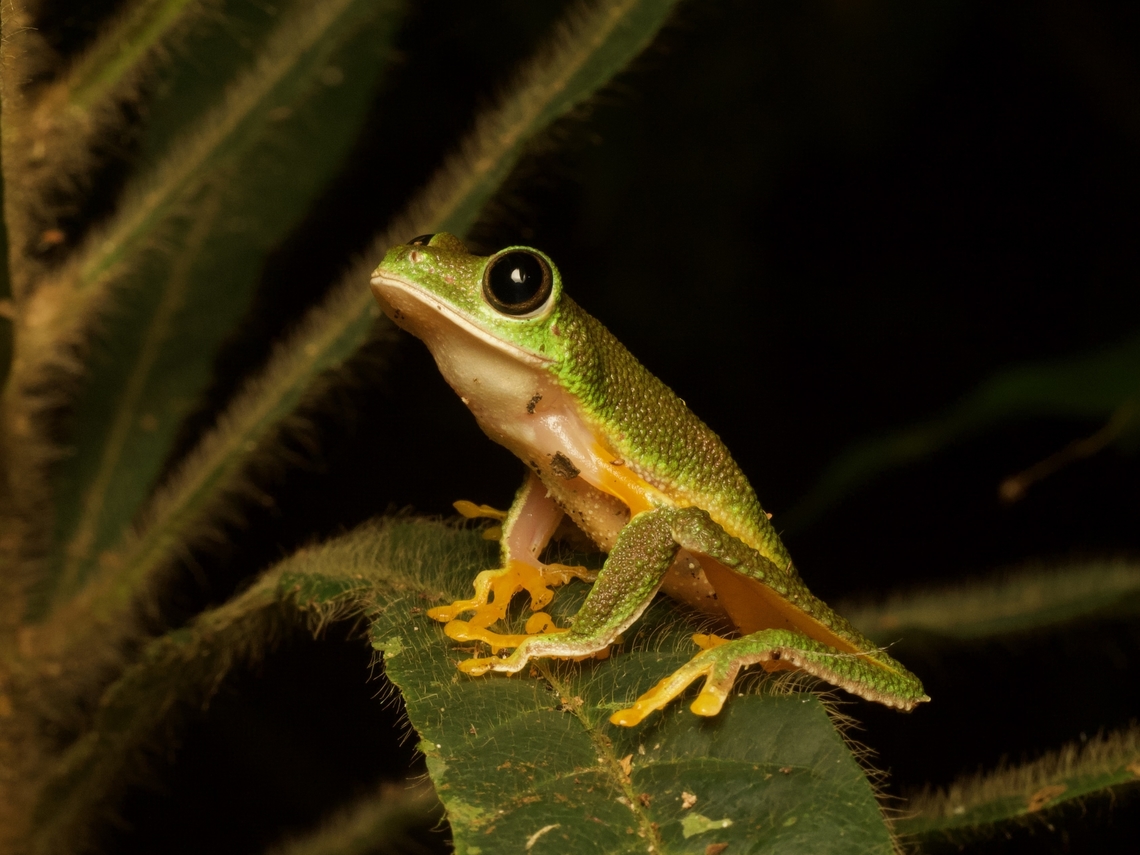 Amazonian Monkey Frog (Agalychnis hulli) This is a close relative of the world&#039;s most photographed amphibian, the Red-eyed Tree Frog (Agalychnis callidryas). What this one is lacking in crazy colors it makes up for with bumpiness. Agalychnis hulli,Ecuador,Geotagged,Summer