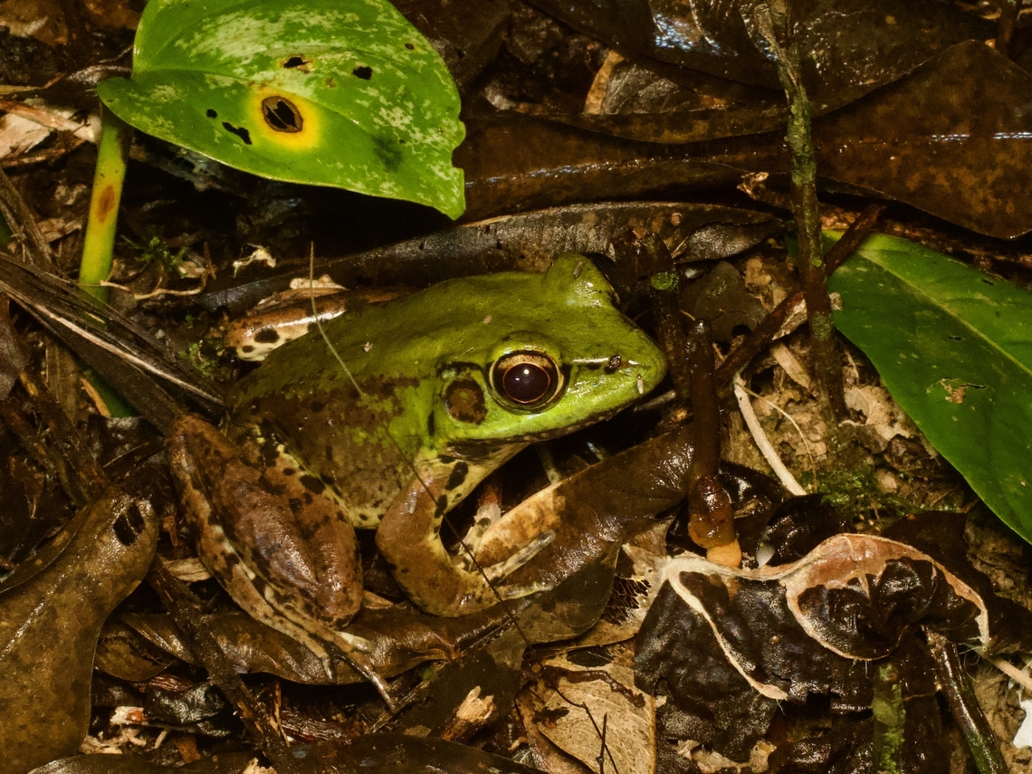 Amazon River Frog (Lithobates palmipes) I saw a few of these pretty big bullfrog cousins on the forest floor near ponds. At the slightest disturbance they would jump into the water and disappear. My guide spotted this one from a good distance and I snuck up slowly to get a decent photo. Amazon River frog,Ecuador,Geotagged,Lithobates palmipes,Summer