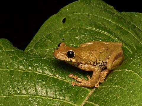 Ecuador Slender-legged Tree Frog (Osteocephalus verruciger) This is a nice hefty tree frog with some good patterning. 9 out of 10 stars. Ecuador,Ecuador slender-legged tree frog,Geotagged,Osteocephalus verruciger,Summer