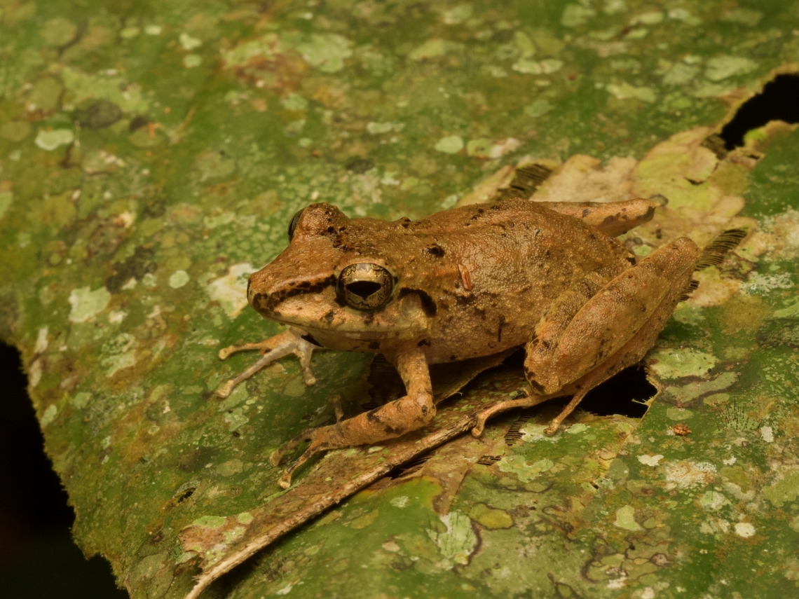 Metallic Robber Frog (Pristimantis lanthanites)  Ecuador,Geotagged,Pristimantis lanthanites,Summer