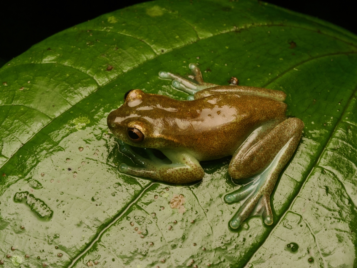 Babbling Torrenteer (Hyloscirtus alytolylax) Now THAT&#039;s a good English name. &quot;Babbling Torrenteer&quot; indeed! Ecuador,Geotagged,Hyloscirtus alytolylax,Summer