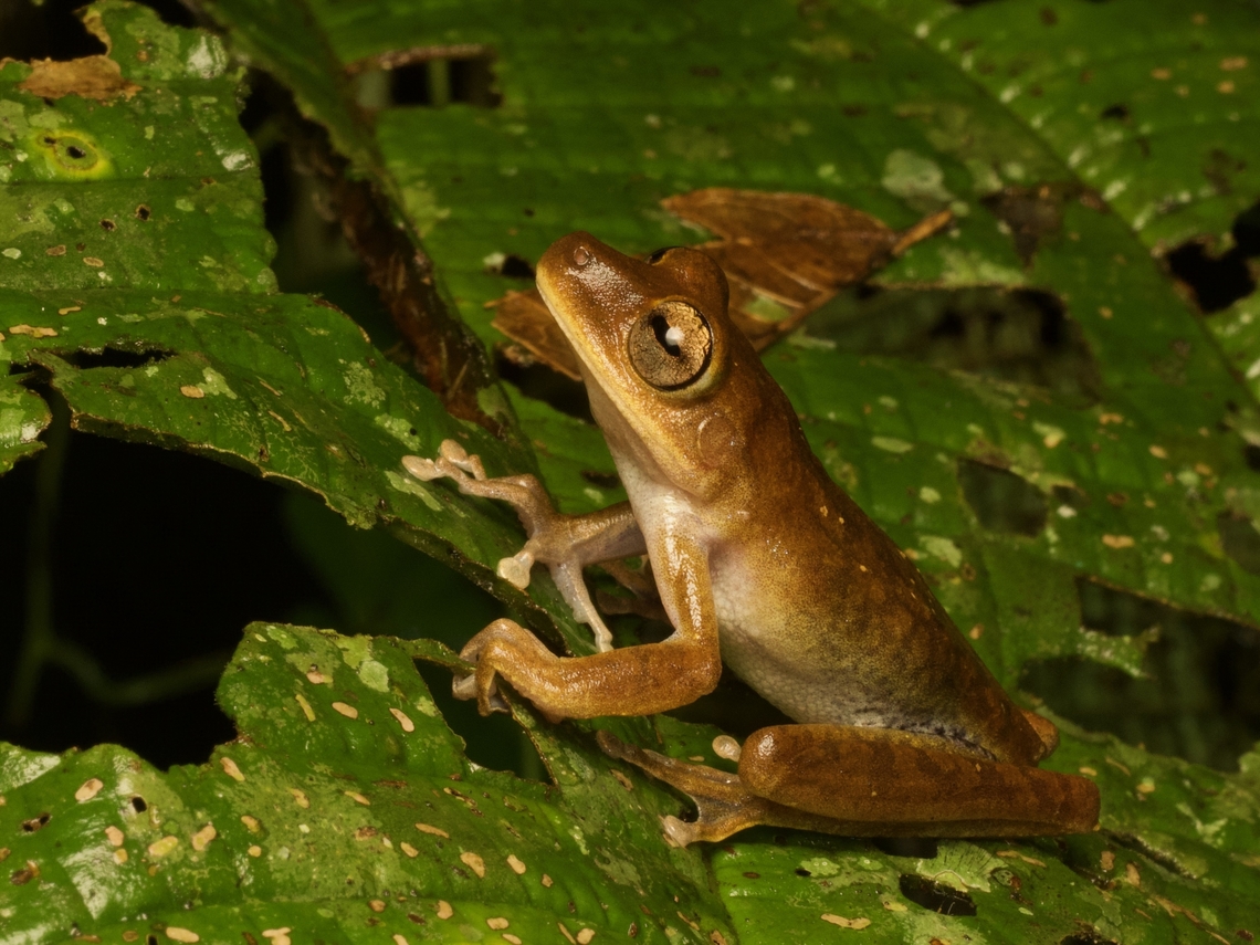 Stained Tree Frog (Boana maculateralis) "Stained" refers to some inky-looking marks in the groin and inner thigh, which are just barely visible here. Boana maculateralis,Ecuador,Geotagged,Summer