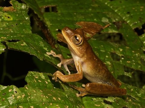 Stained Tree Frog (Boana maculateralis) "Stained" refers to some inky-looking marks in the groin and inner thigh, which are just barely visible here. Boana maculateralis,Ecuador,Geotagged,Summer