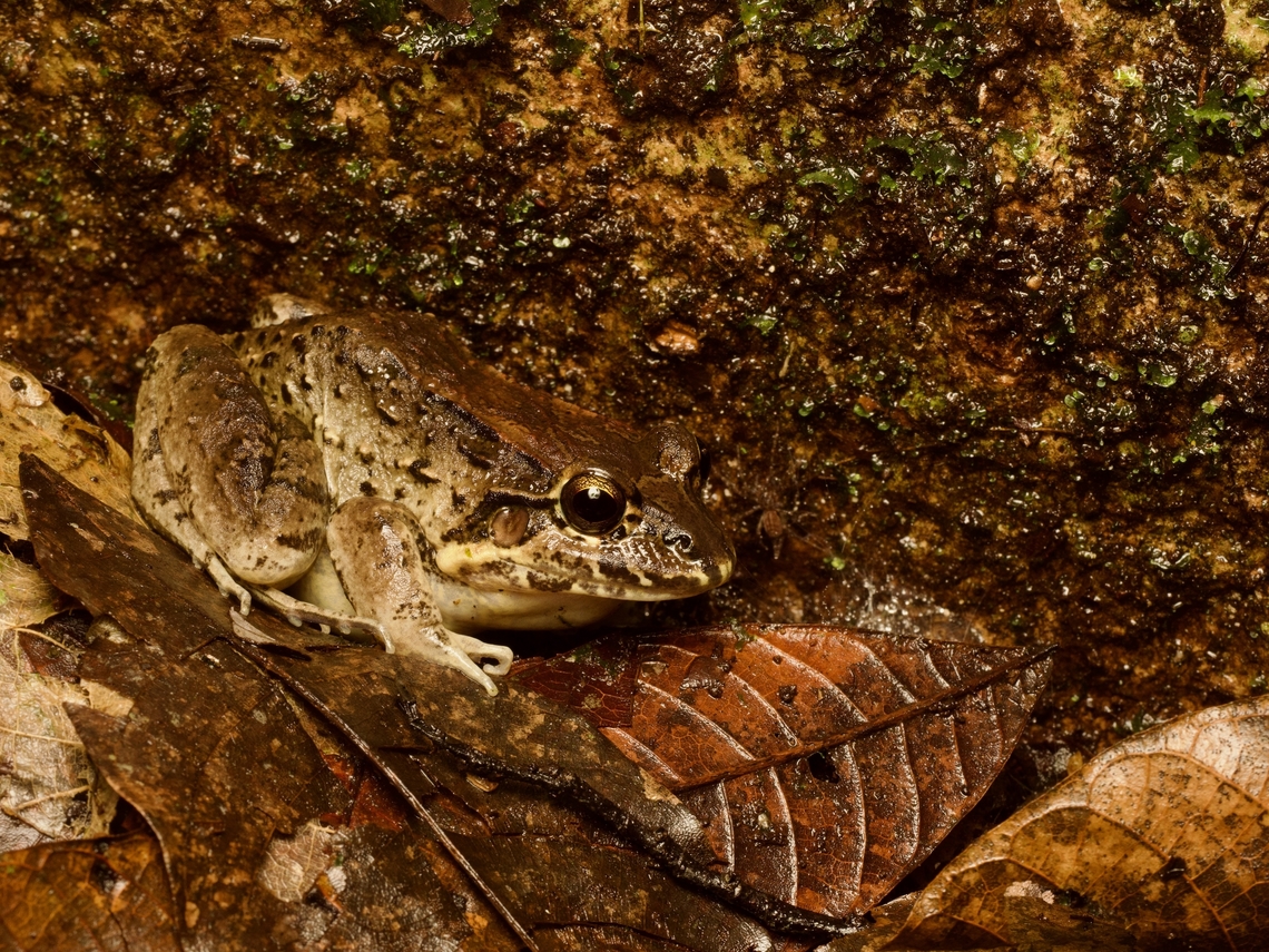 Sabinal Frog (Leptodactylus melanonotus) A medium-sized leaf terrestrial frog, which would also be happy to leap into the nearest water. Ecuador,Geotagged,Leptodactylus melanolotus,Leptodactylus melanonotus,Summer