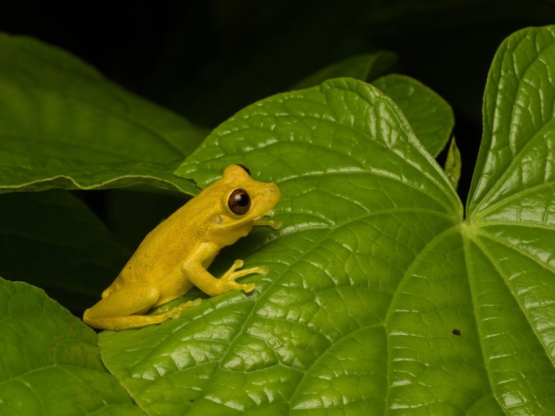 Tsachila Snouted Treefrog (Scinax tsachila)  Ecuador,Geotagged,Scinax tsachila,Summer