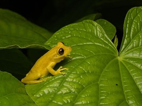 Tsachila Snouted Treefrog (Scinax tsachila)  Ecuador,Geotagged,Scinax tsachila,Summer