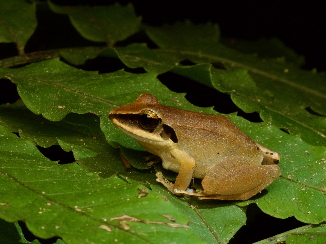 Chirping Robber Frog (Pristimantis conspicillatus) The prominent dark mask helps make this Pristimantis species pretty easy to identify. Ecuador,Geotagged,Pristimantis conspicillatus,Summer