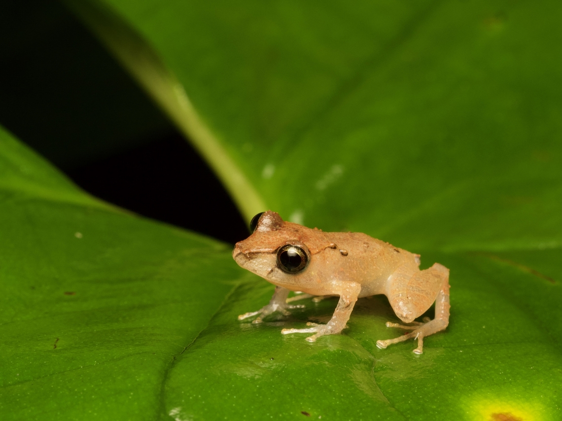 Jatun Sacha Rain Frog (Pristimantis kichwarum) This is one of many Pristimantis species with a prominent &quot;W&quot;-shaped ridge on its scapular region. Ecuador,Geotagged,Jatun Sacha Rain Frog,Pristimantis kichwarum,Summer