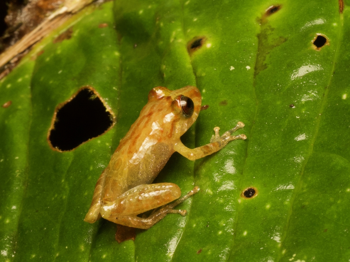 Spurred Rain Frog (Pristimantis calcarulatus) Fortunately for me, the herpetologist who helps run this reserve was with us when we found this frog, and he knew very well how to identify his reserve&#039;s herps. Ecuador,Geotagged,Pristimantis calcarulatus,Summer