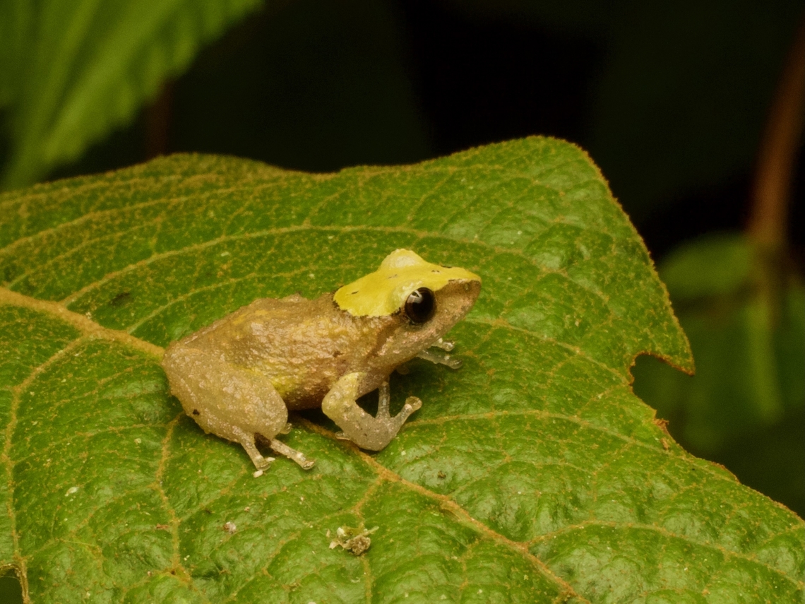 Ecuador Robber Frog (Pristimantis glandulosus) Some of the juveniles of this species have these smooth yellow heads, and others do not. This is true with some other Pristimantis species also. A mystery! Ecuador,Geotagged,Pristimantis glandulosus,Summer