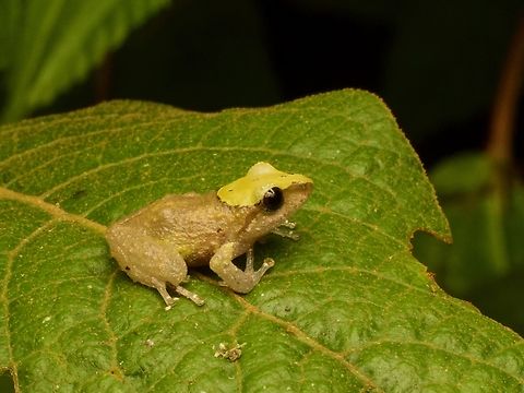 Ecuador Robber Frog