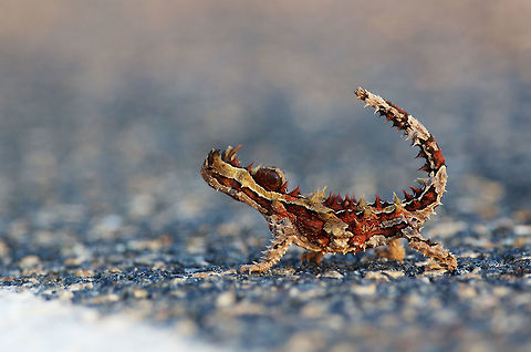 A Thorny Devil (Moloch horridus) almost done crossing the road near Yulara, Northern Territory, Australia Thorny Devils can be quite common where they live, but their excellent camouflage and slow movement makes them very difficult to find. They are most often seen crossing roads, like this one was. Australia,Geotagged,Moloch horridus,Spring,Thorny devil
