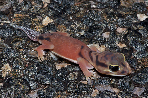 A Pale Knob-tailed Gecko (Nephrurus laevissimus) hunkered down on a road at night near Yulara, Northern Territory, Australia The roads at night in Australia's central deserts are a great place to find geckos of all shapes and sizes. This is a particularly cute species, with its big head and giant eyes.  Australia,Gecko,Geotagged,Nephrurus laevissimus,Pale knob-tailed gecko,Spring