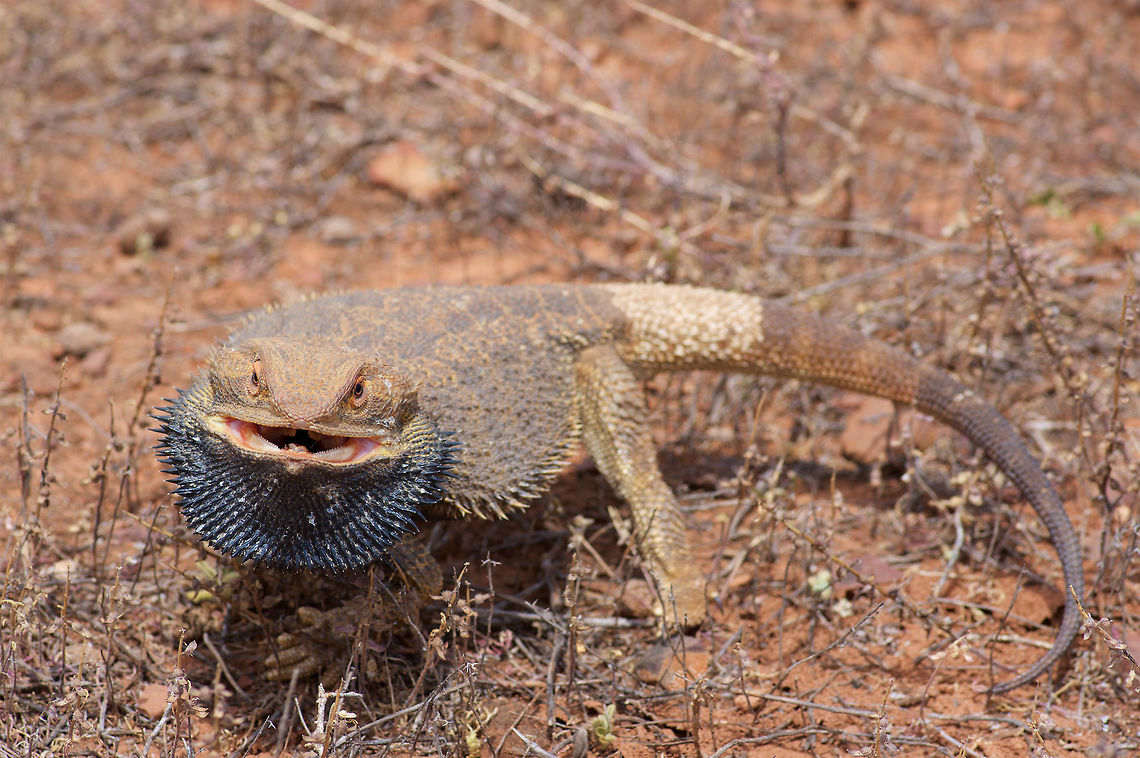 Tough-looking Central Bearded Dragon in Flinders Ranges, South Australia This lizard was basking on an unpaved road until it was spooked by my car and ran to the side of the road. I stopped the car to look for it. When I spotted it, it puffed up and ran a few steps toward me, looking all tough. It&#039;s all a bluff though; a moment later it turned and ran off. Agamid,Australia,Geotagged,Pogona vitticeps,Spring