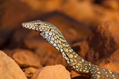 A young Perentie (Varanus giganteus) at Kata Tjuta, Northern Territory, Australia This beautiful lizard was basking right next to the Valley of the Winds trail. Australia,Geotagged,Monitor,Perentie,Spring,Varanus giganteus