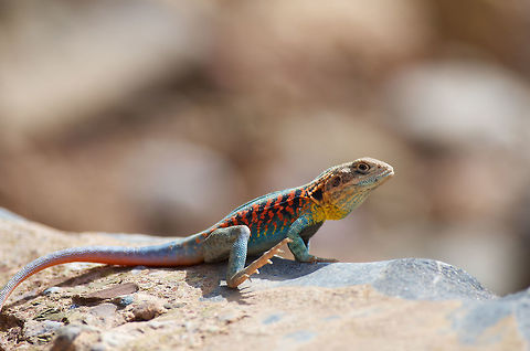 Male Red-barred Dragon (Ctenophorus vadnappa) in breeding colors It is presumably holding its feet and tail up to avoid overheating on the warm rock. I've seen several U.S. desert lizards display this behavior also. Agamid,Australia,Ctenophorus vadnappa,Geotagged,Red-barred Dragon,Spring