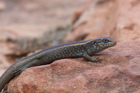 Basking Flinders Ranges Masked Rock-skink (Liopholis margaretae personata) These large skinks have a limited distribution in the Flinders Ranges of South Australia. (Another subspecies, Liopholis margaretae margaretae, is found in SW Northern Territory and a teensy bit of NW South Australia.) They are quite shy, but this one was apparently too comfortable basking on the warm rocks to immediately race into the nearest crevice like most of the other ones I saw. Australia,Flinders Ranges Masked Rock-skink,Geotagged,Liopholis margaretae personata,Skink,Spring