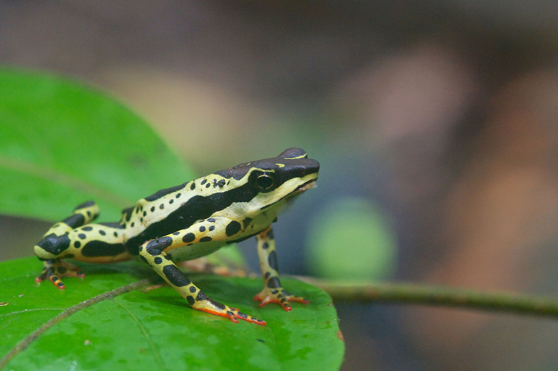 A Harlequin Toad (Atelopus spumarius) surveys its kingdom Many populations of toads in the genus Atelopus have been devastated by the chytrid fungus in Central and South America. Fortunately for me, our guide on this trip to Amazonian Peru knew where to look for a small population of these beautiful animals. Geotagged,Peru,Summer