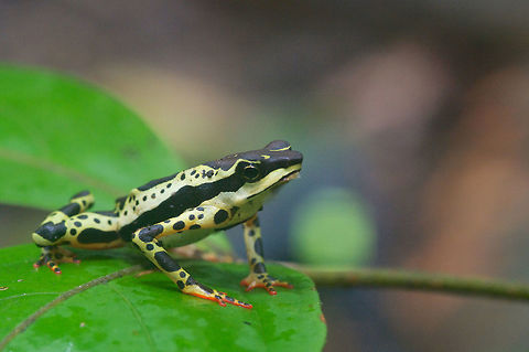 A Harlequin Toad (Atelopus spumarius) surveys its kingdom Many populations of toads in the genus Atelopus have been devastated by the chytrid fungus in Central and South America. Fortunately for me, our guide on this trip to Amazonian Peru knew where to look for a small population of these beautiful animals. Geotagged,Peru,Summer