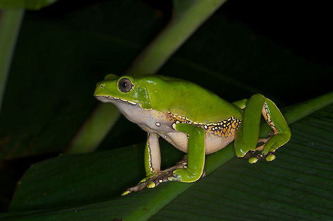 A Giant Monkey Frog (Phyllomedusa bicolor) perched on a leaf in Amazonian Peru These huge treefrogs lurked around a pond, sleeping and generally hidden by day, but easy to find at night by their distinctive "Bob, bob, bob" calls. Geotagged,Peru,Summer