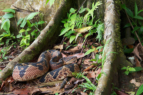 A Bushmaster (Lachesis muta) coiled between buttress roots This snake was found at night and caught (carefully!) by four people including myself for photographs the next day. This photo was staged, but in a position and location typical of this species. The snake was returned to its point of capture later in the day. Geotagged,Lachesis muta,Peru,Summer