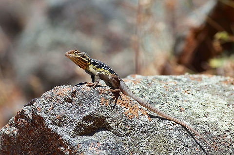 A male Peninsula Dragon (Ctenophorus fionni) showing off for the gals As with a number of other lizard species, male Peninsula Dragons do "push-ups" in exposed positions to draw attention from females and to intimidate other males. Australia,Geotagged,Spring