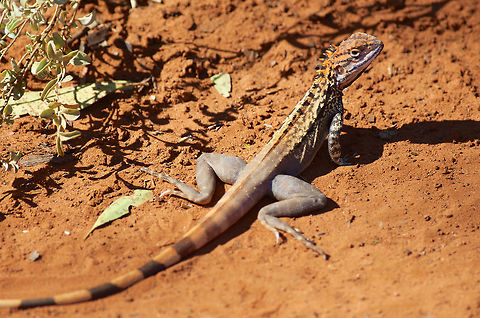A male Crested Dragon (Ctenophorus cristatus) ready to make a fast getaway These Australian dragons are ground-dwelling speedsters, as you might guess from their muscular hind legs. I saw several race off before I could sneak up close enough to one for a decent photo. Australia,Crested Bicycle-dragon,Ctenophorus cristatus,Geotagged,Spring