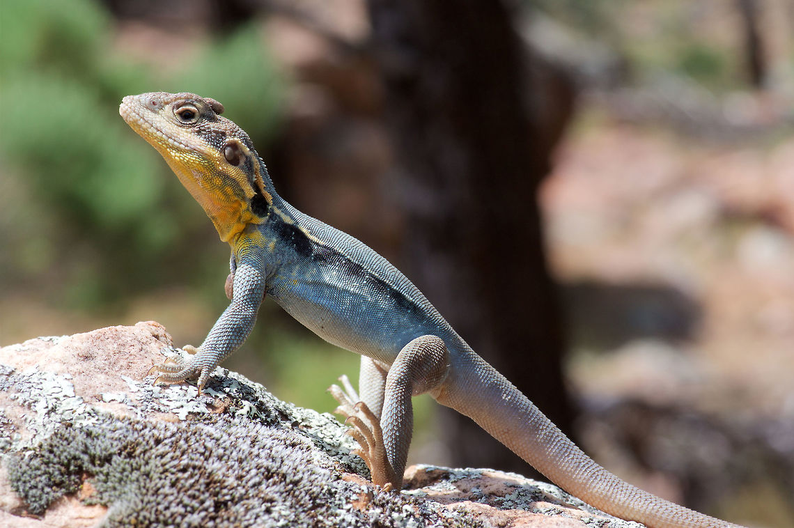 A male Tawny Dragon (Ctenophorus decresii) ignores its parasite load This poor dragon has at least three huge ticks visible on it -- one on the top of the head, one on the chest, and one in its ear. Yet this clearly didn't deter it from sporting its bright breeding-season colors while basking on a rock in Flinders Ranges National Park.  Australia,Ctenophorus decresii,Geotagged,Spring