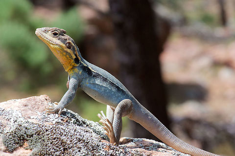 A male Tawny Dragon (Ctenophorus decresii) ignores its parasite load This poor dragon has at least three huge ticks visible on it -- one on the top of the head, one on the chest, and one in its ear. Yet this clearly didn't deter it from sporting its bright breeding-season colors while basking on a rock in Flinders Ranges National Park.  Australia,Ctenophorus decresii,Geotagged,Spring