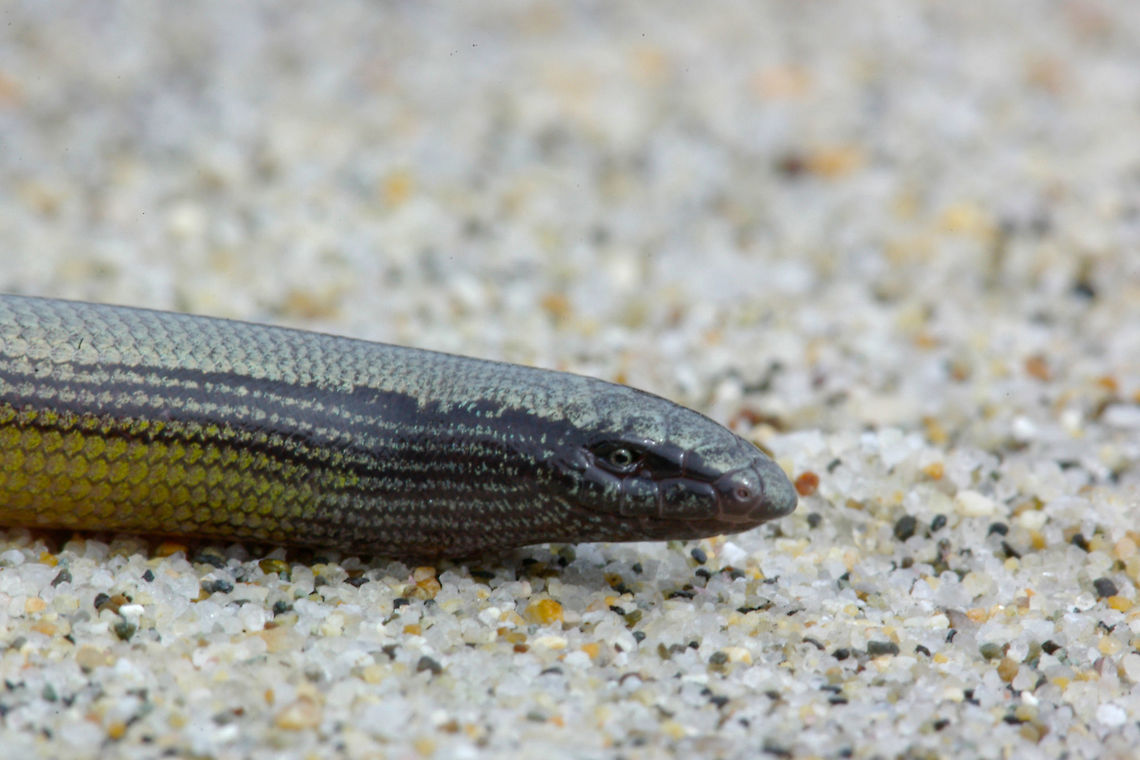 Closeup of California Legless Lizard (Anniella pulchra) These lizards are not simple to find, but their populations have been found to be surprisingly dense. Their elusiveness is due to the fact that they are nearly always underground. Geotagged,Spring,United States