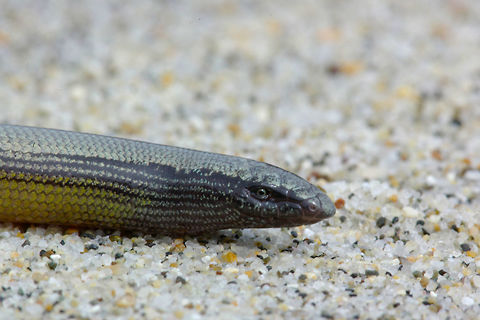 Closeup of California Legless Lizard (Anniella pulchra) These lizards are not simple to find, but their populations have been found to be surprisingly dense. Their elusiveness is due to the fact that they are nearly always underground. Geotagged,Spring,United States