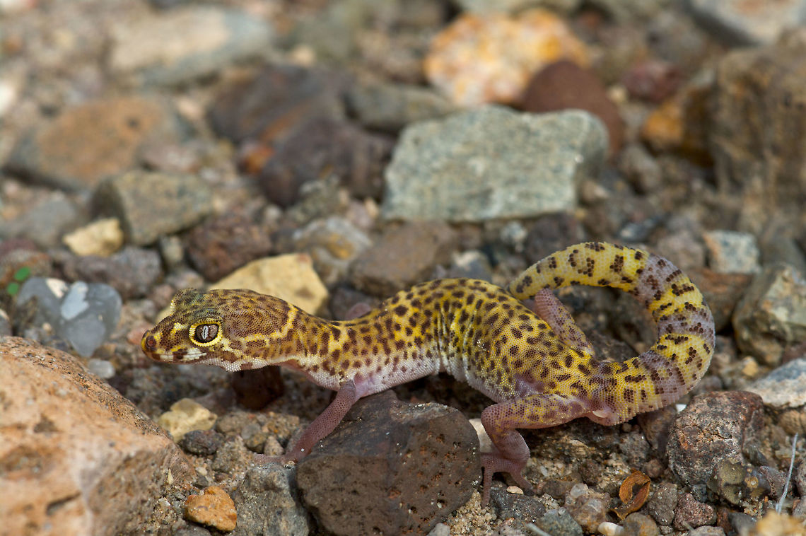 A Texas Banded Gecko (Coleonyx brevis) just trying to blend in. These pretty little geckos are nocturnal, and are typically seen crossing roads at night. I was lucky to find one during daytime sheltering under a log. Geotagged,Spring,United States