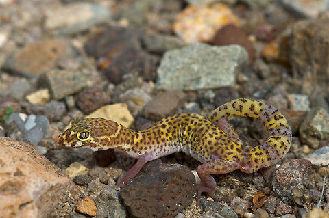 A Texas Banded Gecko (Coleonyx brevis) just trying to blend in. These pretty little geckos are nocturnal, and are typically seen crossing roads at night. I was lucky to find one during daytime sheltering under a log. Geotagged,Spring,United States