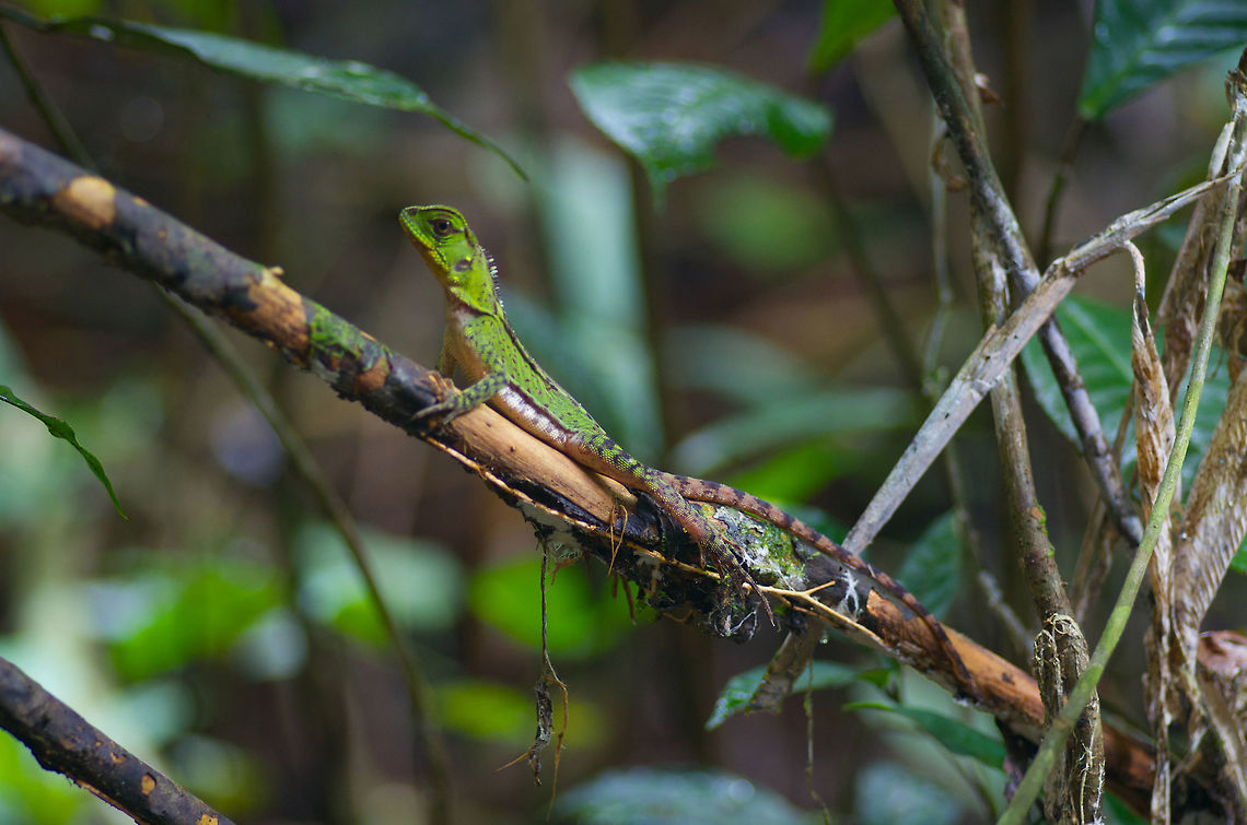 A young Amazon Forest Dragon (Enyalioides laticeps) poised on a branch These arboreal lizards are fairly common in the Amazon rainforest. In my experience, they are much easier to find at night, sleeping on branches both horizontal and vertical. I&#039;ve been to this part of Peru twice and seen a dozen or so of these lizards, but this was the only one I saw during the day. (A local guide spotted this one.) Geotagged,Peru,Summer