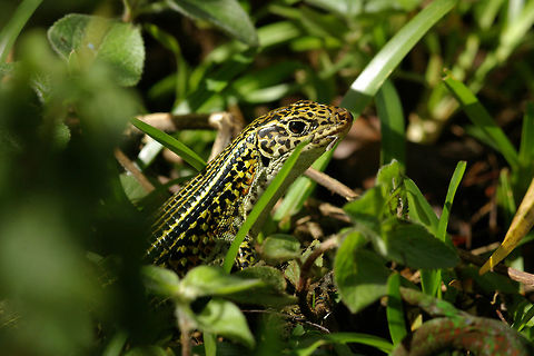 Ornate Girdled Lizard