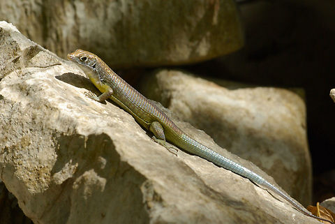 A Tsingy Girdled Lizard (Zonosaurus tsingy) basking on a rock in Ankarana Reserve After I photographed this subtly iridescent Zonosaurus in 2007, I had a hard time determining what species it was, because it wasn't a match for anything in the 2nd edition Glaw & Vences Madagascar herps field guide that I had with me. That turned out to be because it had been described in 2000 but the field guide was from 1994. Later in 2007 the third edition was published and it included this recently-described species. (We're overdue for a fourth edition now!) Ankarana Reserve,Fall,Geotagged,Lizard,Madagascar,Tsingy Girdled Lizard