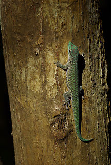 A Northwestern Day Gecko (Phelsuma abbotti chekei) clinging to a tree trunk This species is less brightly colored than most of the day geckos, but it does sport an interesting pattern. The ones I saw were more shy than many of the other day geckos, and usually perched on tree trunks. Abbott's Day Gecko,Fall,Geotagged,Madagascar