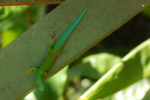 A Peacock Day Gecko (Phelsuma quadriocellata) displaying why you need to visit Madagascar Madagascar is home to many species of brightly colored day geckos. They are all beautiful, but this species is even prettier than most. They blend in well with the rainforest foliage, but are easy to spot when they spend time on solid-colored objects like this guard rail at a viewpoint in Ranomafana National Park. Fall,Gecko,Geotagged,Madagascar,Ranomafana National Park