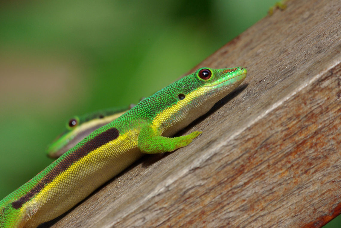Two Lined Day Geckos (Phelsuma lineata lineata) eyeing each other warily These beautiful geckos were basking on the beams of the lodge in which we were staying, and having territorial disputes with each other. Or maybe it was love? Fall,Gecko,Geotagged,Madagascar