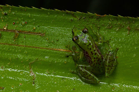 A Tsarafidy Madagascar Frog (Guibemantis pulcher) showing of the greens of the rainforest This little rainforest jewel was perched vertically on a large pandanus frond on a drippy afternoon. Like several other Guibemantis species, they spend essentially all of their lives on these plants, even breeding in the small pools where the thick leaves meet the main stalk. Fall,Geotagged,Madagascar,Ranomafana National Park