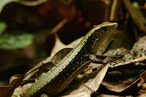 Brygoo's Girdled Lizard in the leaf litter on the Masoala Peninsula in Madagascar The larger species Zonosaurus madagascariensis is also present in this area. I saw them too, typically basking in open areas. These smaller Z. brygooi were typically scuttling about in the shaded leaf litter, making them harder to find and to photograph. Brygoo's Girdled Lizard,Fall,Geotagged,Madagascar,Masoala National Park