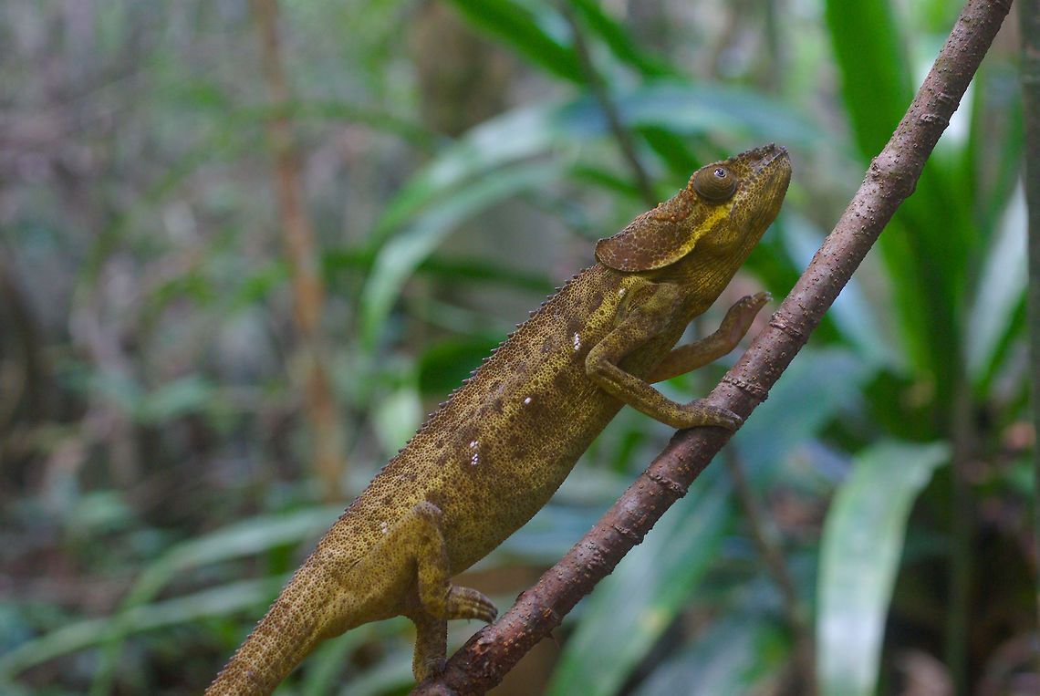 A Hooded Chameleon (Calumma cucullatum) intent on its destination This fairly large chameleon was doing the classic "two slow steps forward, one slow step back" chameleon dance while climbing this thin branch. I'm sure it thought we couldn't see it because it looked *so* much like a leaf in the wind. Note that this species name is spelled "cucullatum" by some and "cucullata" by others. Latin scholars are probably slugging it out even as I write this. Calumma cucullatum,Chameleon,Fall,Geotagged,Madagascar,Masoala National Park