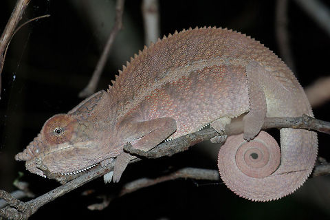 An Angel's Chameleon (Furcifer angel) resting at night in Anjajavy, Madagascar This species looks very similar to the closely related Panther Chameleon (Furcifer pardalis), but their ranges do not overlap. Angel's chameleon,Chameleon,Fall,Furcifer angeli,Geotagged,Madagascar