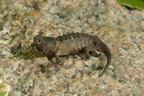 A tiny Bruno's Dwarf Chameleon (Brookesia brunoi) eyes the photographer warily Our 2007 Madagascar itinerary included Anja Community Reserve due to its easily approachable population of ring-tailed lemurs, which everyone loves to see. While there, one of the local guides found this tiny chameleon and showed it to us. I had a heck of a time identifying the species; the ones in the Glaw & Vences field guide that looked most similar were only known from distant parts of Madagascar. It turns out that the field guide didn't include this species, because the species had not yet been described: it was not described until 2012, five years after I photographed it. Brookesia brunoi,Bruno's Dwarf Chameleon,Chameleon,Fall,Geotagged,Madagascar