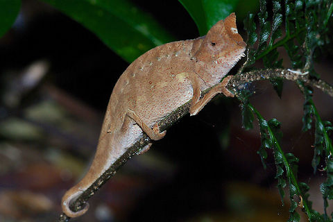 A Horned Leaf Chameleon (Brookesia superciliaris) resting on a twig at night This is one of the larger (though still small) and more common (though still hard to find) Brookesia species in Madagascar. On our 2007 trip we saw five or six of these in Ranomafana and on the Masoala Peninsula. Fall,Geotagged,Madagascar