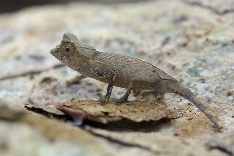 A tiny Plated Leaf Chameleon blends in with the leaf litter in Ankarana Reserve, Madagascar All of the Brookesia species that live on the ground are extremely hard to notice with their tiny size, slow movements, and excellent camouflage. Our local guide spotted this one. Ankarana Reserve,Brookesia ebenaui,Brookesia stumpffi,Chameleon,Fall,Geotagged,Madagascar